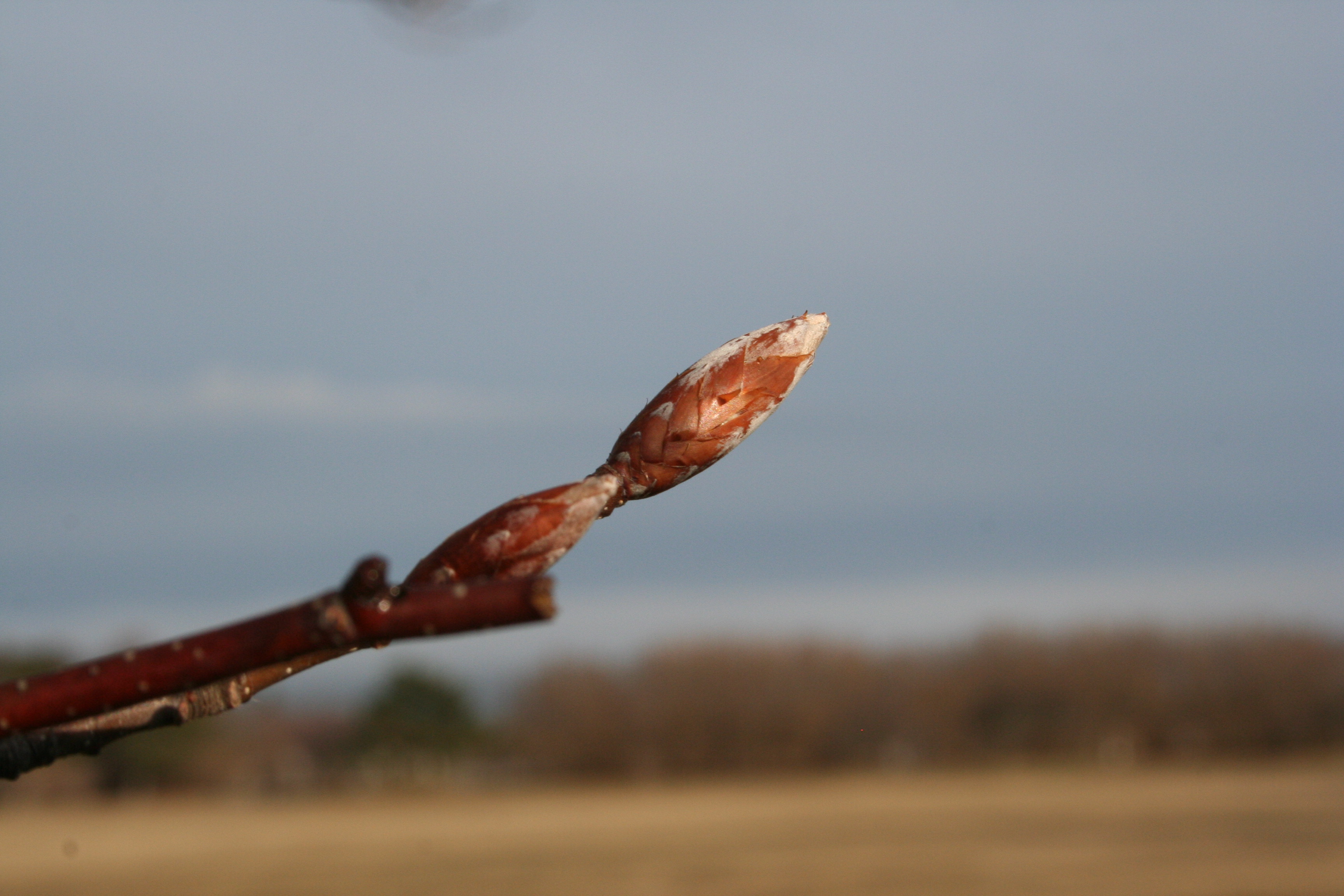 american beech buds