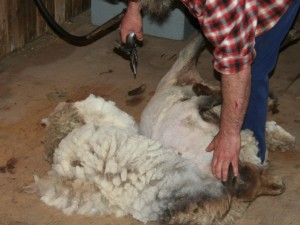 Shearing a sheep in spring.
