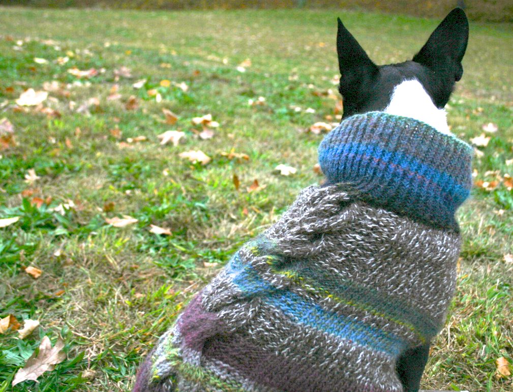 A Boston terrier sports a color-banded hand knit sweater.
