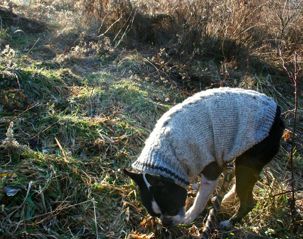 Boston terrier cable handknit sweater on our daily walk in winter.