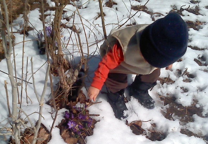 Knits keep a small boy warm as he explores purple crocus in a surprise spring snow.