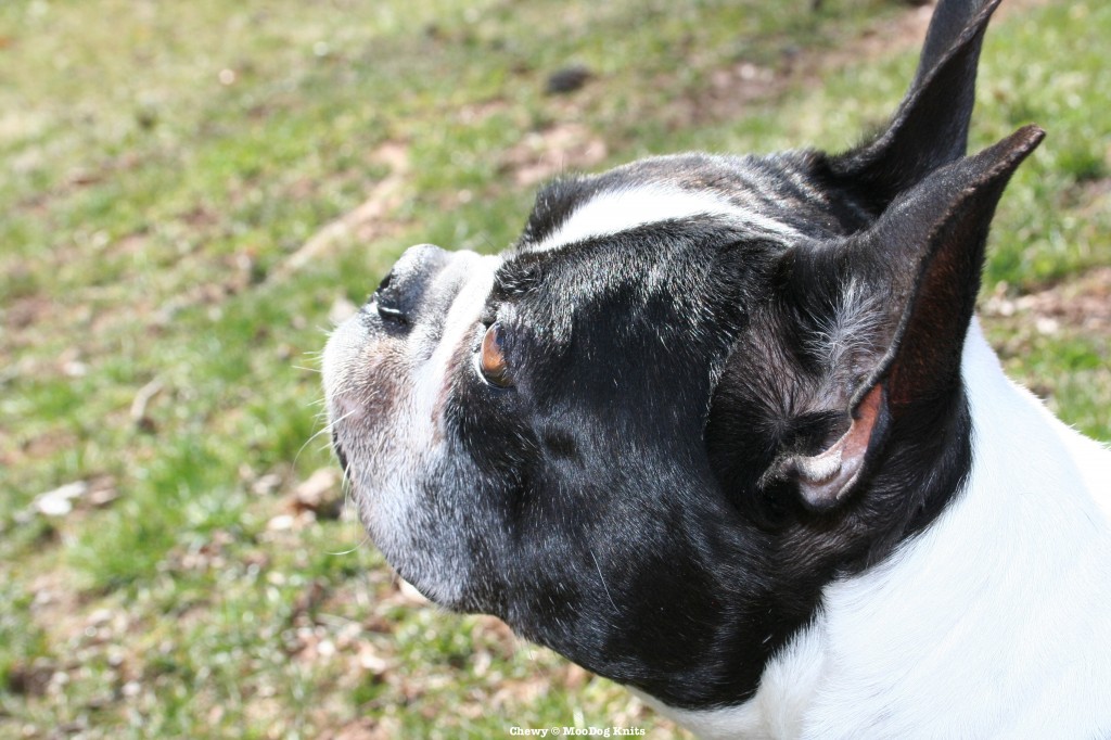 Chewy, my handsome Boston terrier. Profile on Moo Dog Knits Magazine.