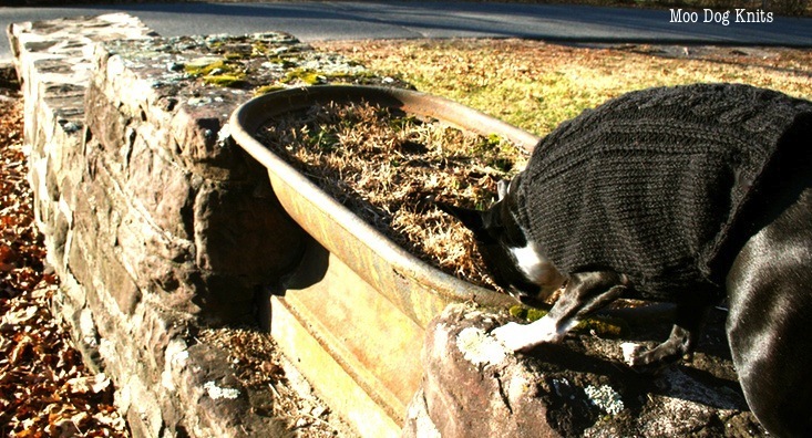 Boston terrier in Spud and Chloe black pepper yarn and an old watering trough.