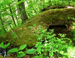 On a walk, a mossy, bricked archway that covers a natural spring is found.