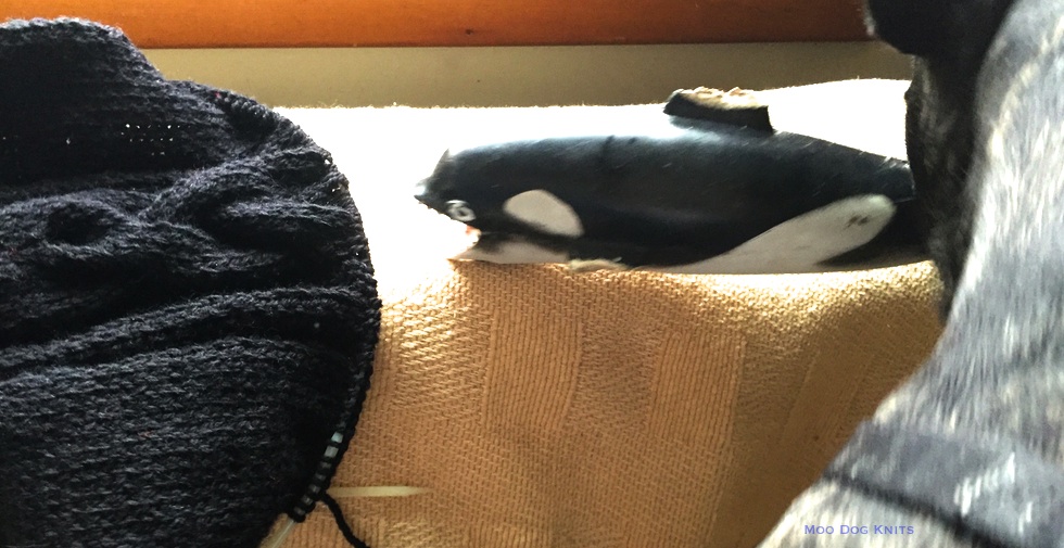 Black cabled dog sweater in progress with orca toy and a blurred Boston terrier at right.