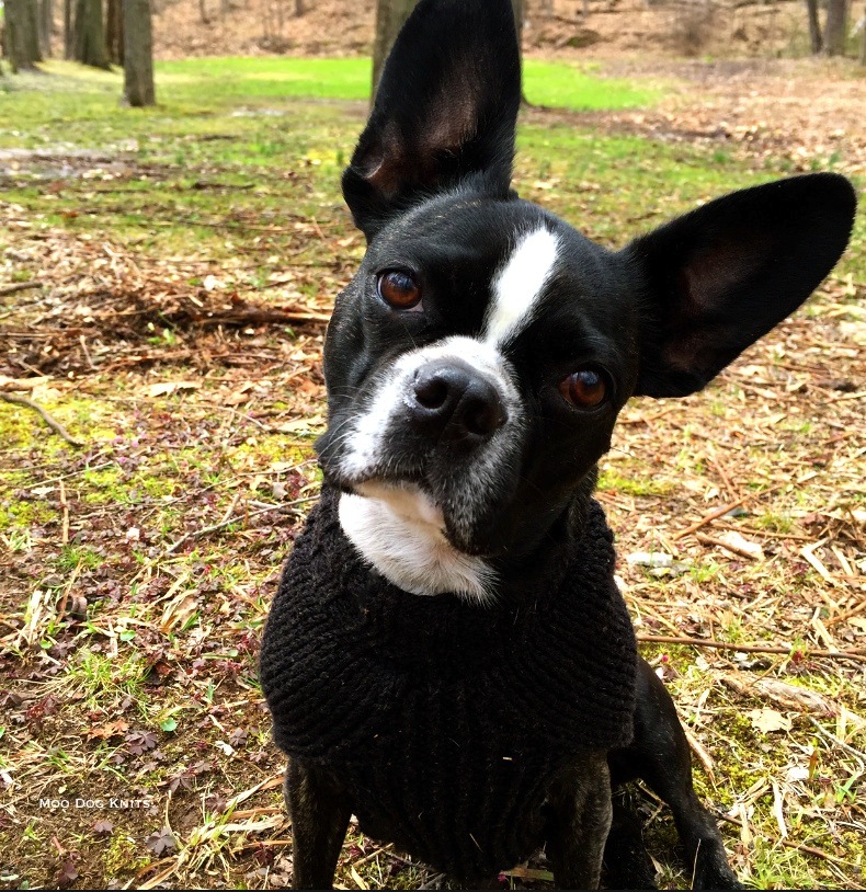 Custom knitted sweater on a slim Boston terrier.