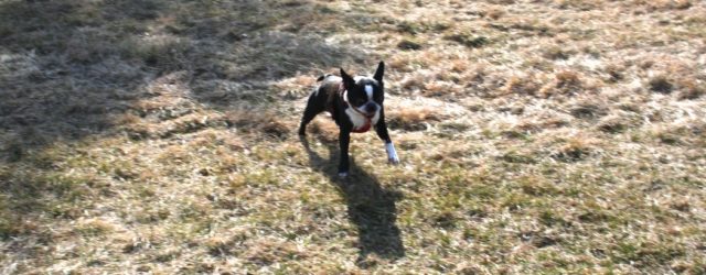 Boston terrier mid-run happy.