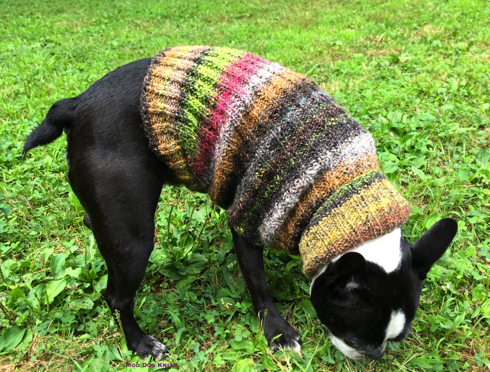 Noro on Boston terrier. Â© Moo Dog Knits.