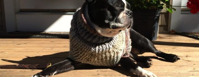 Boston terrier in custom knit sweater